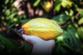 Productores de Tabasco sosteniendo mazorcas de cacao guayaquil para concurso estatal.