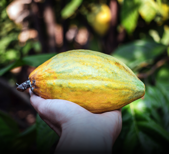 Productores de Tabasco sosteniendo mazorcas de cacao guayaquil para concurso estatal.