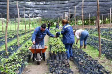 Sembrando Vida Tabasco aporta millones de árboles
