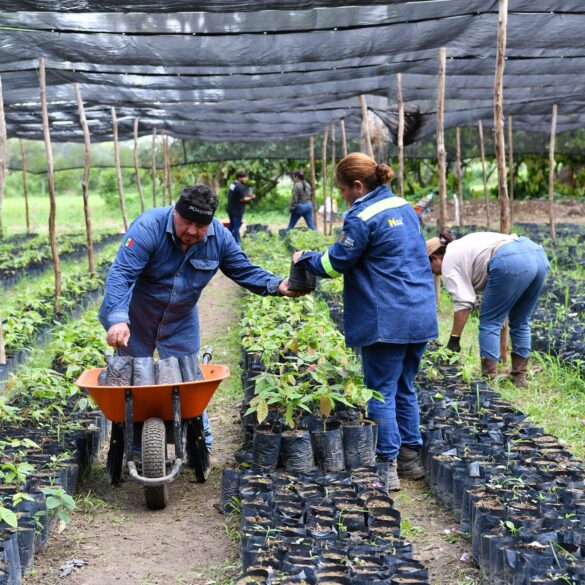 Sembrando Vida Tabasco aporta millones de árboles