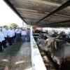 Ganado bovino listo para exportación a Estados Unidos desde Tabasco