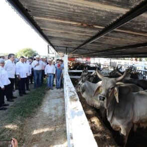 Ganado bovino listo para exportación a Estados Unidos desde Tabasco