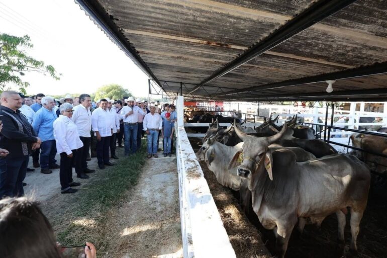 Ganado bovino listo para exportación a Estados Unidos desde Tabasco