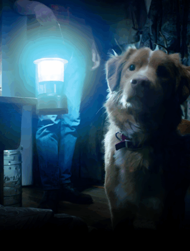 Promocional de la película de terror Good Boy: Confía en su Instinto con el perro Indy.