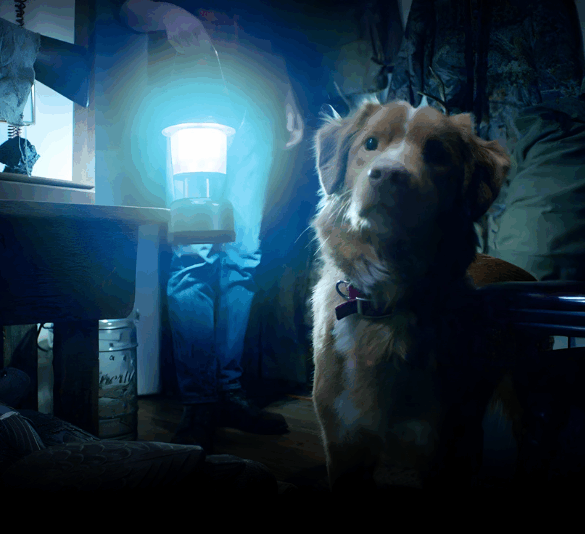 Promocional de la película de terror Good Boy: Confía en su Instinto con el perro Indy.