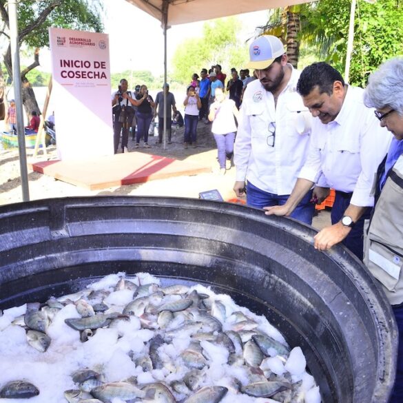 Primera cosecha de tilapia del Programa Pescando Vida en Jonuta