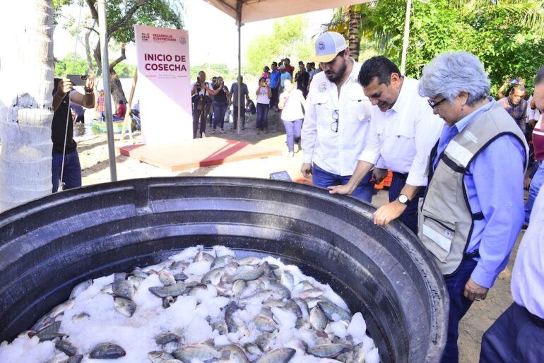 Primera cosecha de tilapia del Programa Pescando Vida en Jonuta