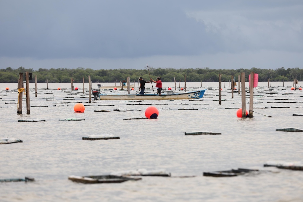 Pescando Vida Tabasco impulsa la economía local y genera empleos