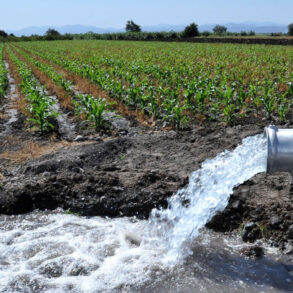 Pozo agrícola bombea gran cantidad de agua para riego en cultivo de maíz.