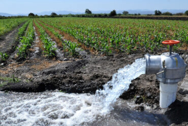 Pozo agrícola bombea gran cantidad de agua para riego en cultivo de maíz.