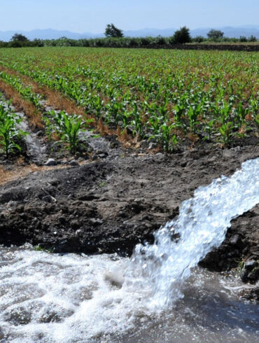 Pozo agrícola bombea gran cantidad de agua para riego en cultivo de maíz.