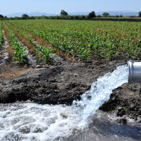 Pozo agrícola bombea gran cantidad de agua para riego en cultivo de maíz.