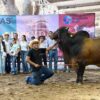 Ganado de alta genética en Tabasco durante la Muestra Nacional del Cebú 2025