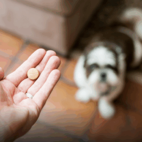 Perro mayor junto a su dueño, relacionado con la pastilla LOY-002 aprobada por la FDA para mejorar su longevidad.