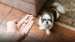 Perro mayor junto a su dueño, relacionado con la pastilla LOY-002 aprobada por la FDA para mejorar su longevidad.