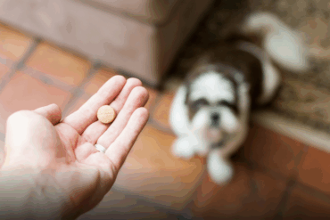 Perro mayor junto a su dueño, relacionado con la pastilla LOY-002 aprobada por la FDA para mejorar su longevidad.