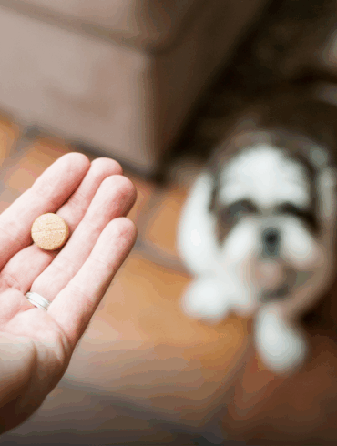 Perro mayor junto a su dueño, relacionado con la pastilla LOY-002 aprobada por la FDA para mejorar su longevidad.