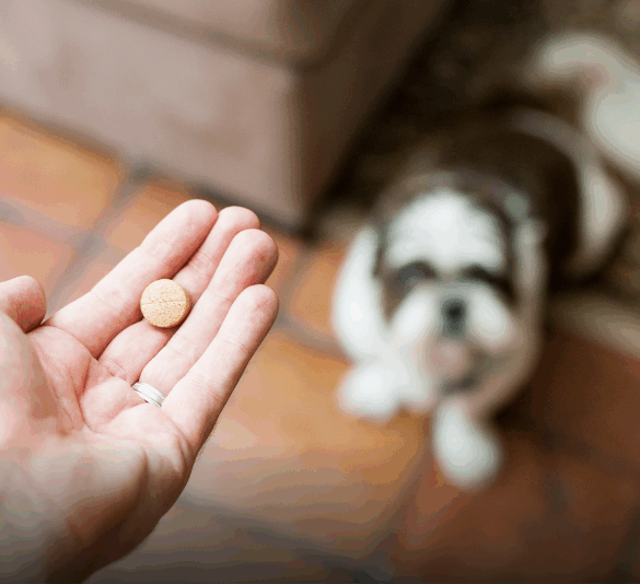 Perro mayor junto a su dueño, relacionado con la pastilla LOY-002 aprobada por la FDA para mejorar su longevidad.