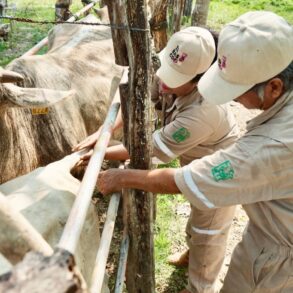 sanidad ganadera en Tabasco con apoyo de veterinarios SENASICA