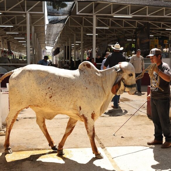 Tercera Muestra Mexicana del Cebú en Tabasco con participación de la SEDAP
