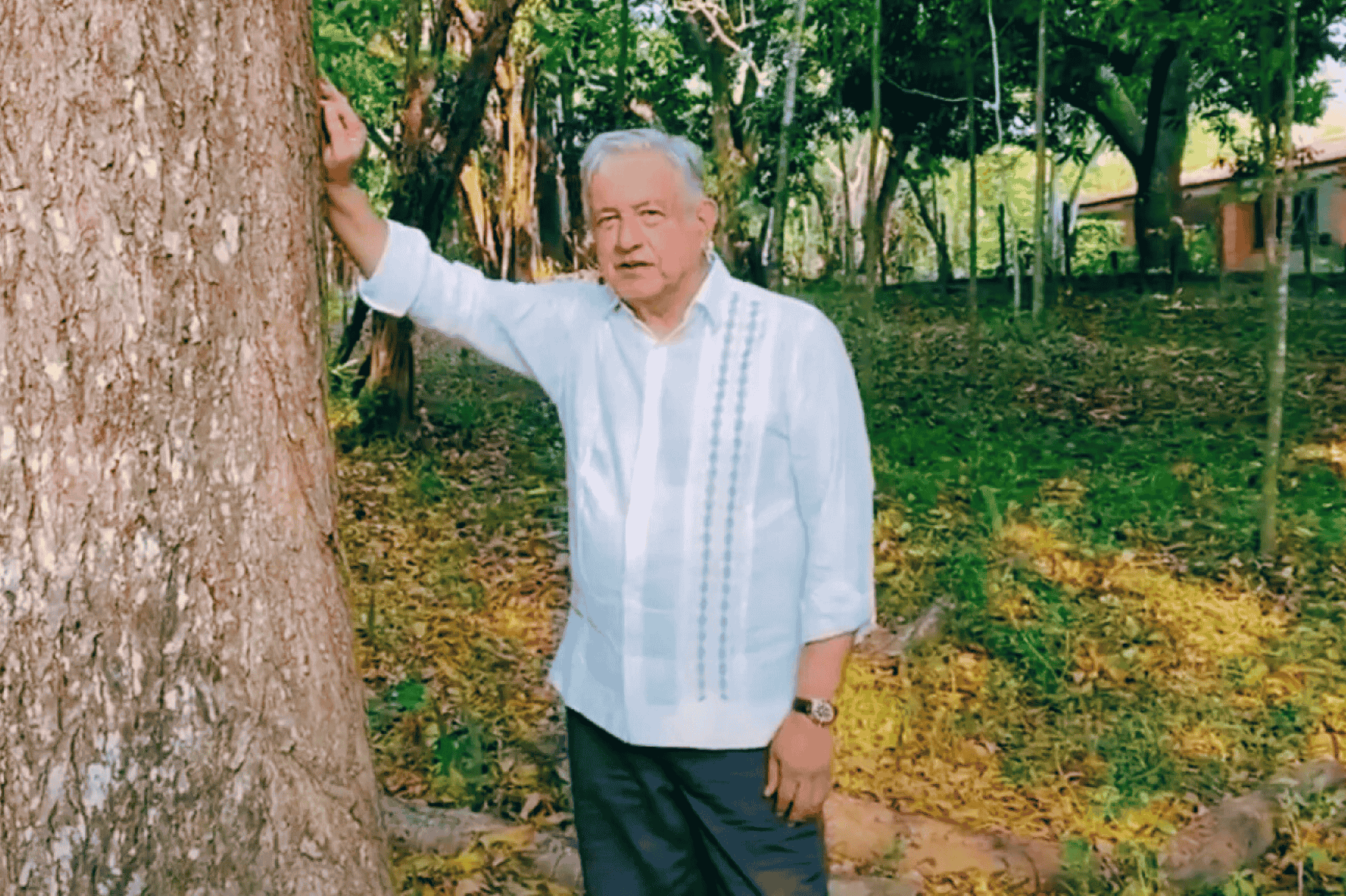 AMLO, con guayabera blanca, apoyado en un árbol dentro de un paraje arbolado del rancho donde grabó su mensaje.