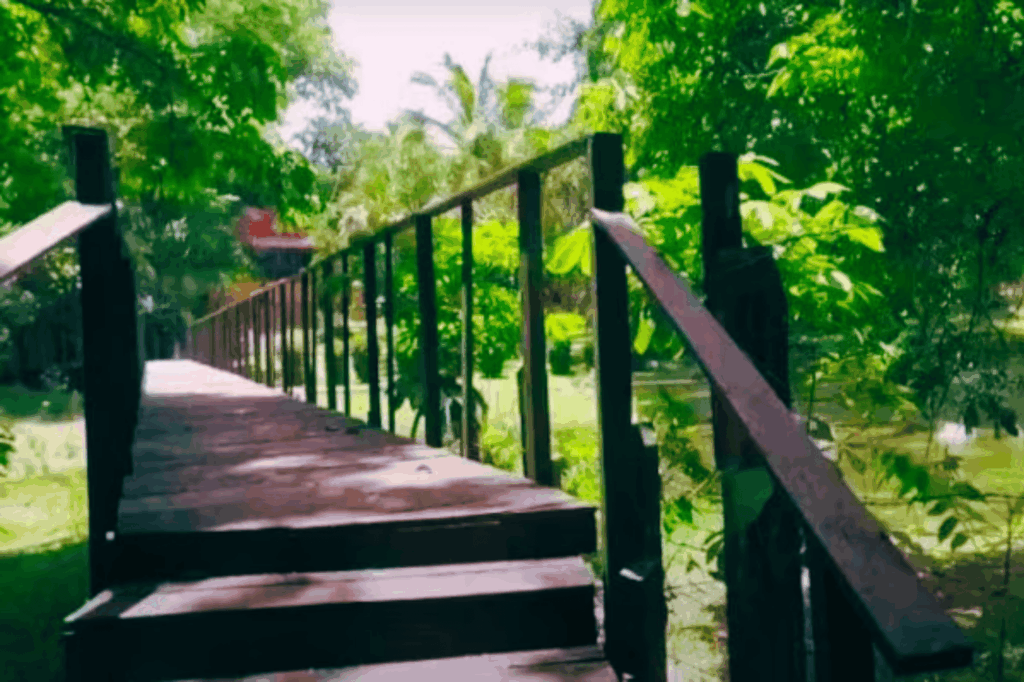 Puente de madera rodeado de vegetación en el sendero de La Chingada, parte del rancho de López Obrador.
