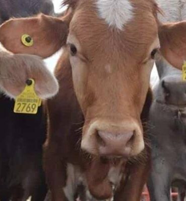 Ganado bovino con aretes de identificación durante revisión sanitaria en el sureste de México.