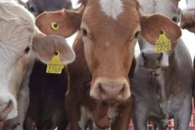 Ganado bovino con aretes de identificación durante revisión sanitaria en el sureste de México.