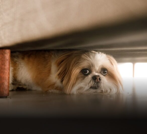 Cuidados para perros por pirotecnia en fiestas