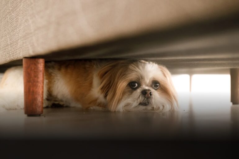 Cuidados para perros por pirotecnia en fiestas