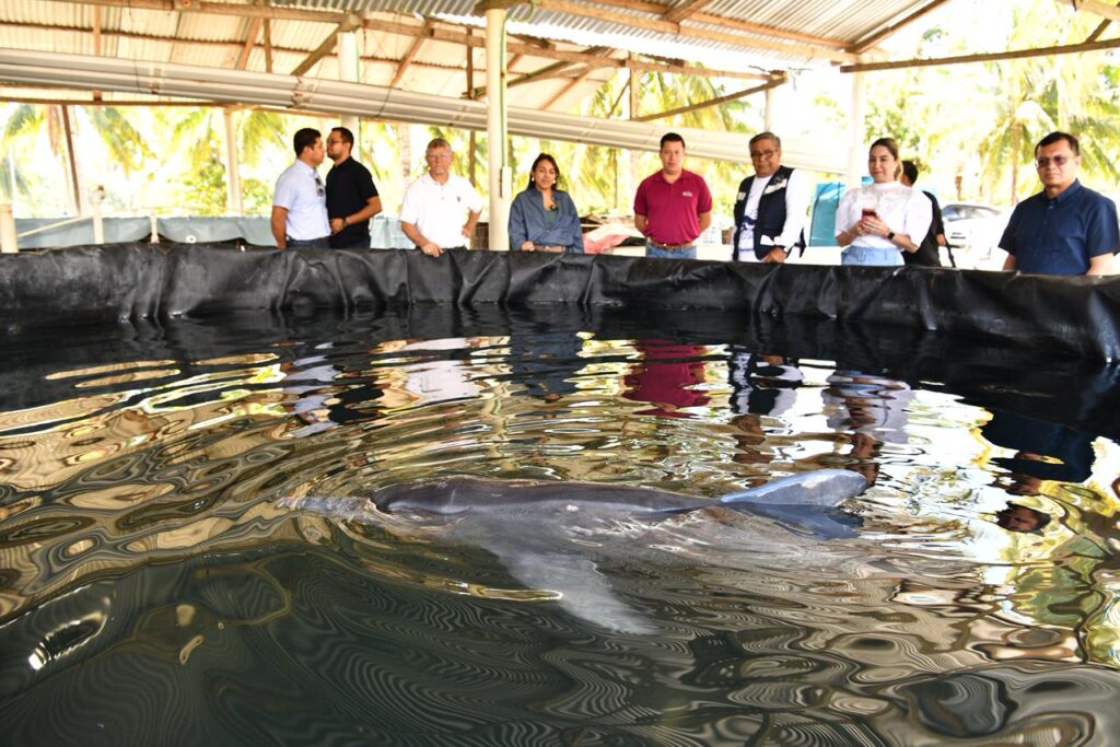 Funcionarios ambientales y personal técnico observan al delfín dentro del tanque de contención en la Estación Marina de la UJAT.
