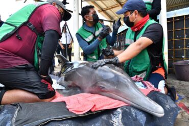 Biólogos y veterinarios aplican tratamiento al delfín hembra rescatado, colocado temporalmente fuera del agua.