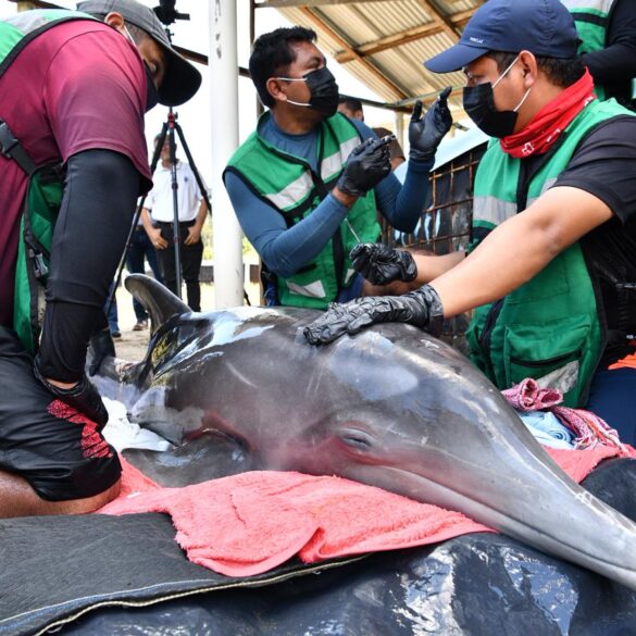 Biólogos y veterinarios aplican tratamiento al delfín hembra rescatado, colocado temporalmente fuera del agua.