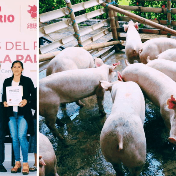 Composición con autoridades estatales durante la entrega de constancias del programa Crédito Porcino a la Palabra y, a la derecha, cerdos en corral como parte de los paquetes productivos entregados a mujeres rurales en Centro, Tabasco.