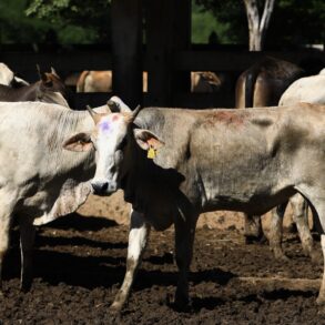 Supervisión del programa ganadero en Macuspana.