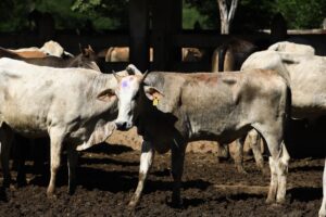 Supervisión del programa ganadero en Macuspana.