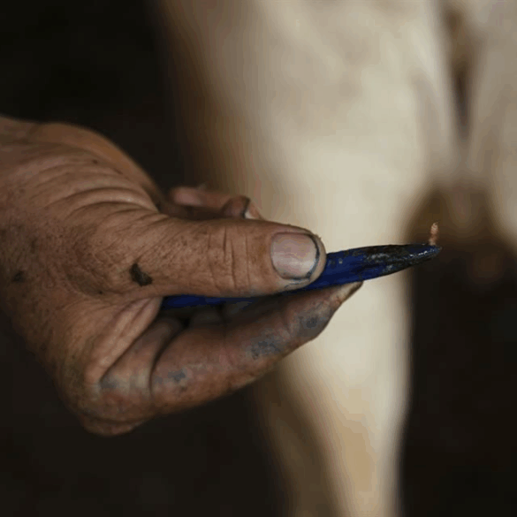 Mano de productor mostrando una larva de gusano barrenador extraída de ganado.
