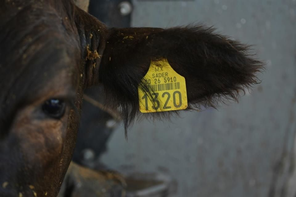 Vaca con arete oficial de identificación ganadera de Sader durante inspección sanitaria.