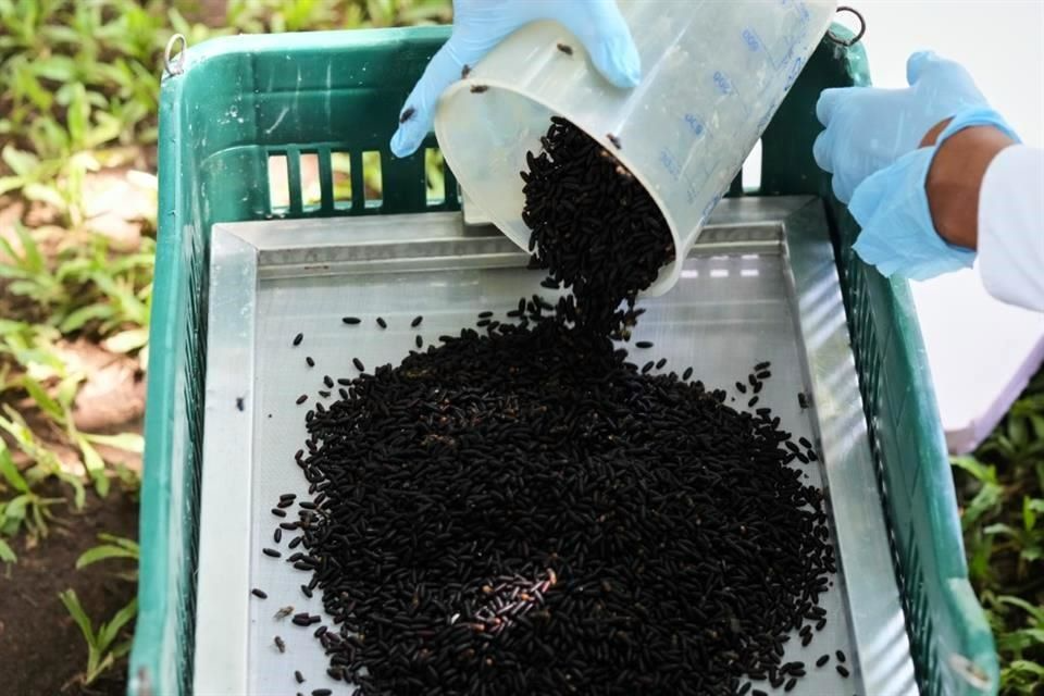 Técnicos de Senasica manejan moscas estériles en un contenedor durante el proceso de control biológico.