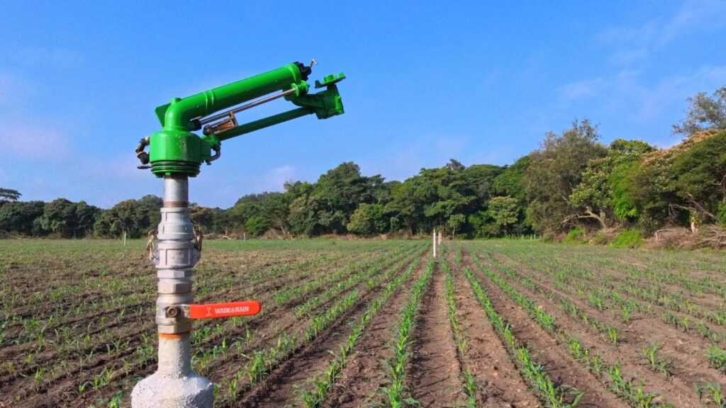 Sistema de riego tecnificado en operación sobre una parcela de maíz en Tabasco, con aspersores lanzando agua durante la fase crítica de estiaje.