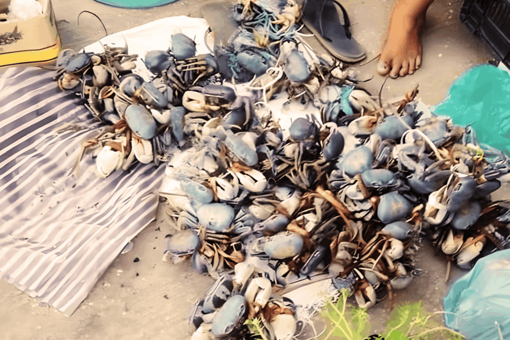 Montones de cangrejos azules amarrados y listos para su venta en un punto informal de captura.
