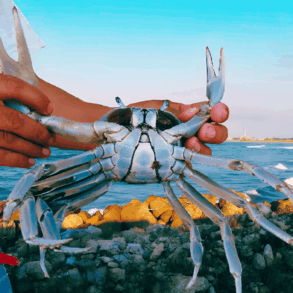 Pescador sostiene un cangrejo azul adulto frente al litoral del Golfo de México.