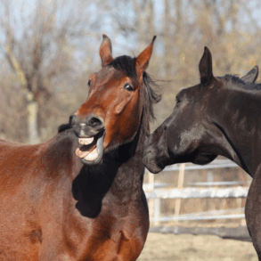 Caballo marrón relinchando junto a otro caballo negro en un potrero, estudio revela que los caballos silban con la laringe