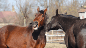 Caballo marrón relinchando junto a otro caballo negro en un potrero, estudio revela que los caballos silban con la laringe