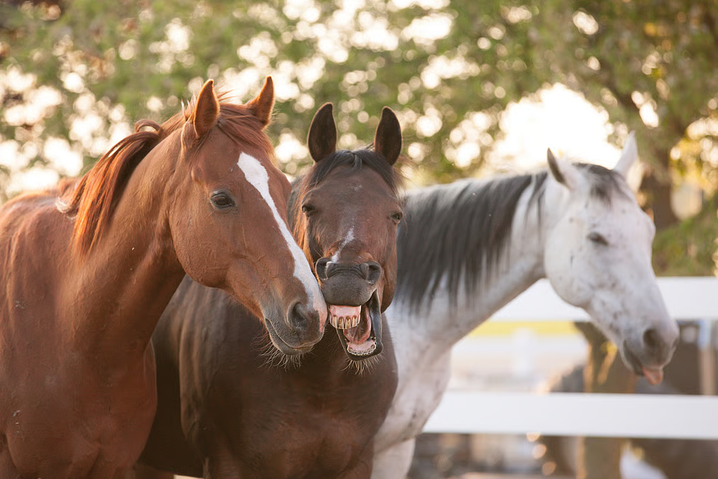 Dos caballos interactuando en campo abierto, investigación explica cómo el relincho transmite múltiples emociones