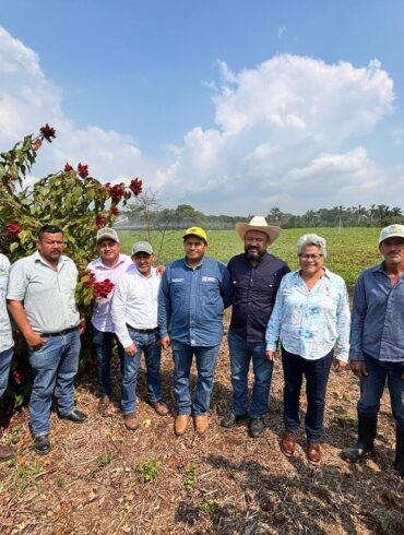 El sistema de riego de SEDAP garantiza la producción de maíz en el ejido Jolochero.