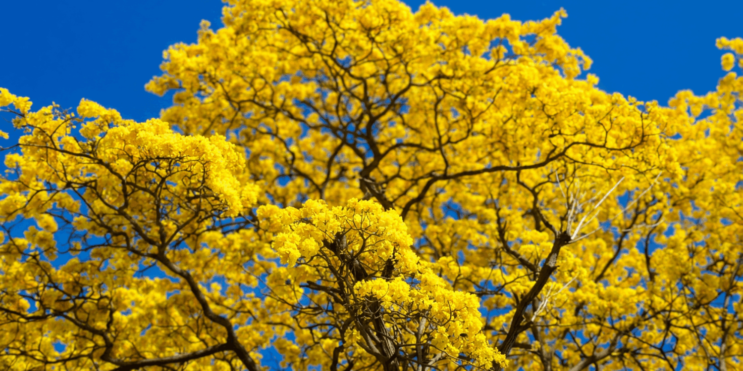 Contrapicado de la copa de un árbol de Guayacán completamente cubierto de flores amarillas intensas.