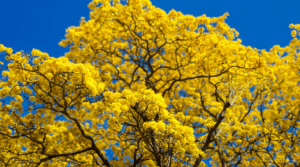 Contrapicado de la copa de un árbol de Guayacán completamente cubierto de flores amarillas intensas.