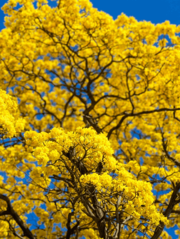 Contrapicado de la copa de un árbol de Guayacán completamente cubierto de flores amarillas intensas.