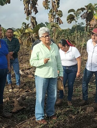 Secretaria Luisa Cámara Cabrales supervisando equipo de riego por aspersión en un cultivo de maíz en Balancán, Tabasco.